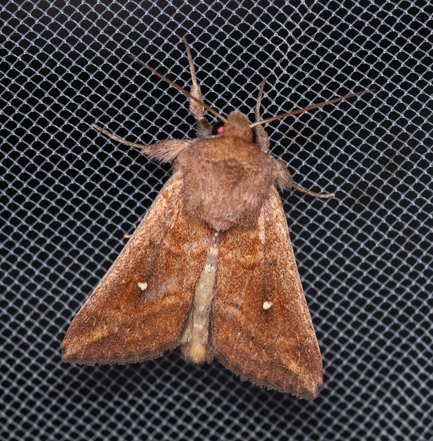 Mythimna albipuncta - fehérpettyes rétibagoly