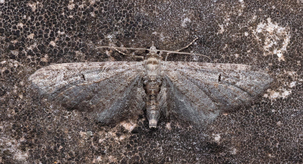 Eupithecia