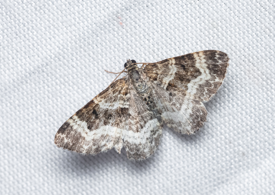 Epirrhoe alternata - galaj-tarkaaraszoló