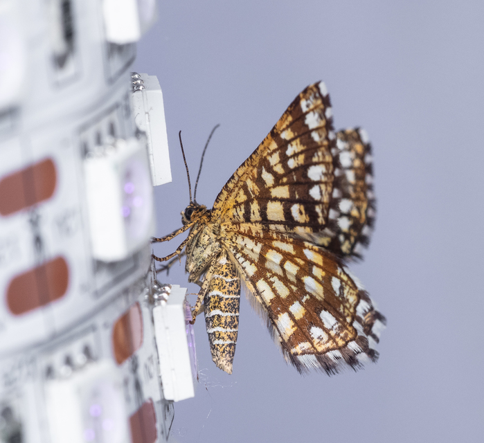 Chiasmia clathrata - rácsos rétiaraszoló