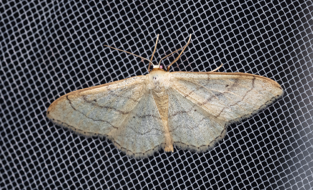 Idaea aversata - nagy sávosaraszoló
