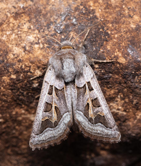 Episema glaucina - fogasjegyű liliombagoly