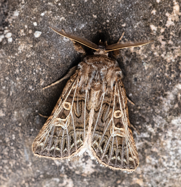 Tholera decimalis - közönséges fésűsbagoly