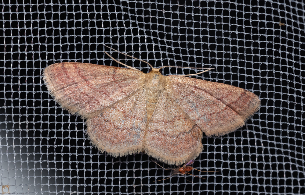 Scopula rubiginata - réti pirosaraszoló