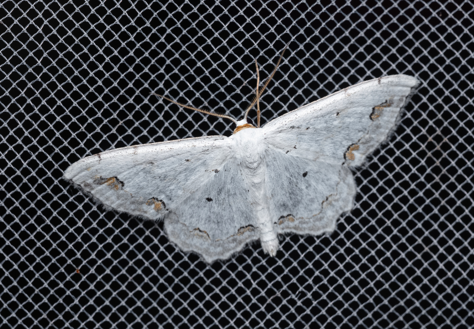 Scopula ornata - díszes fehéraraszoló