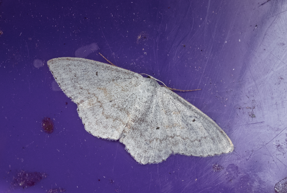 Scopula incanata - hamvas sávosaraszoló