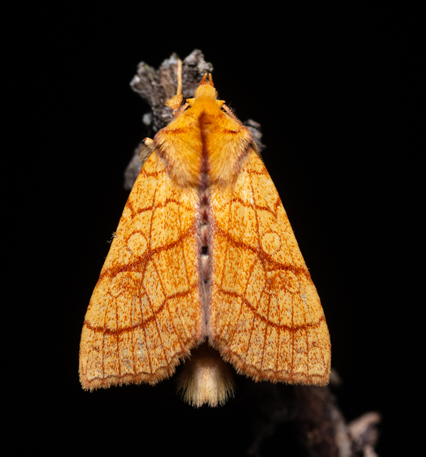 Tiliacea citrago - citromszínű sárgabagoly
