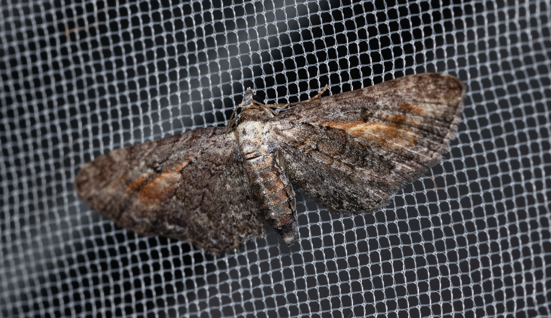 Eupithecia icterata - rozsdafoltos törpearaszoló