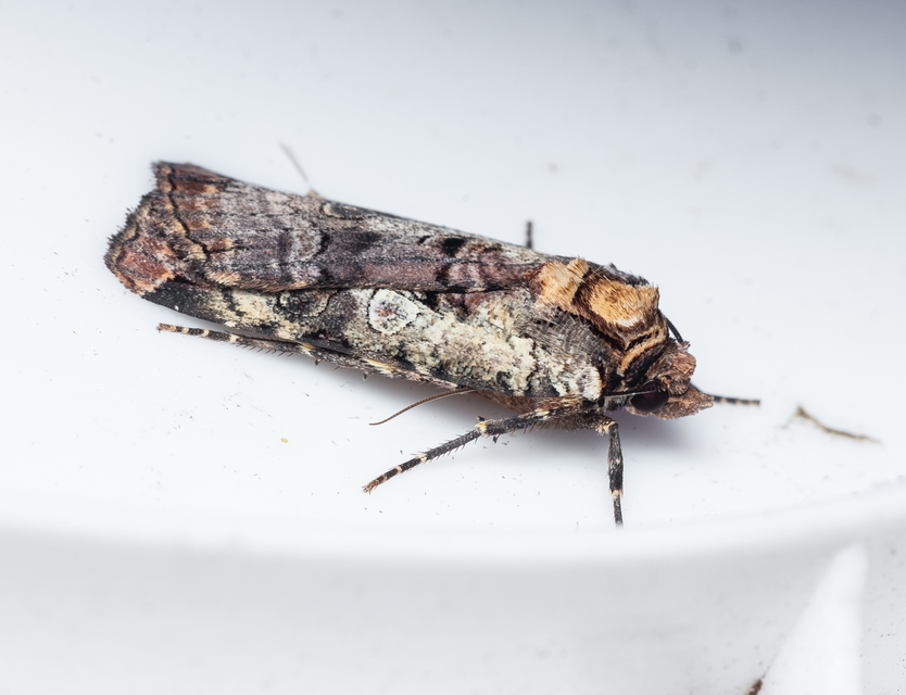 Epilecta linogrisea - karcsú sárgafűbagoly