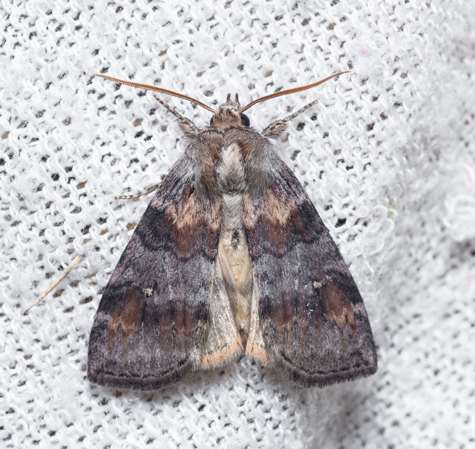 Cymatophorima diluta - őszi pihésszövő