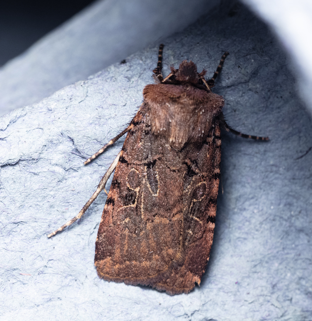 Chersotis rectangula - barna földibagoly