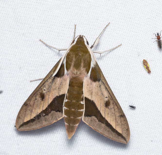 Hyles euphorbiae - kutyatejszender