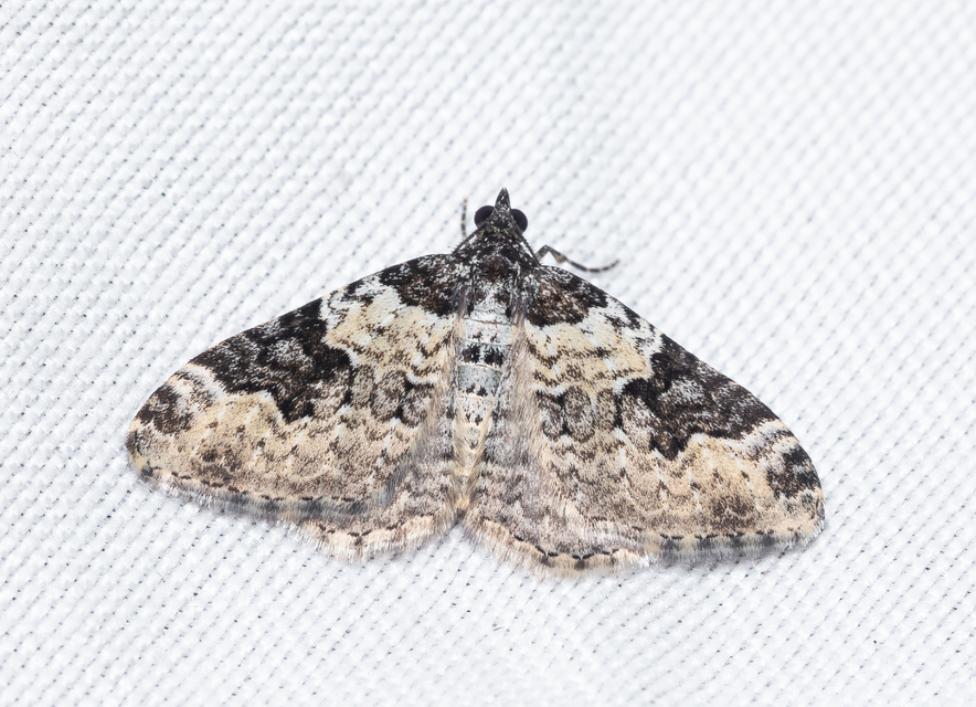 Xanthorhoe fluctuata - közönséges tarkaaraszoló