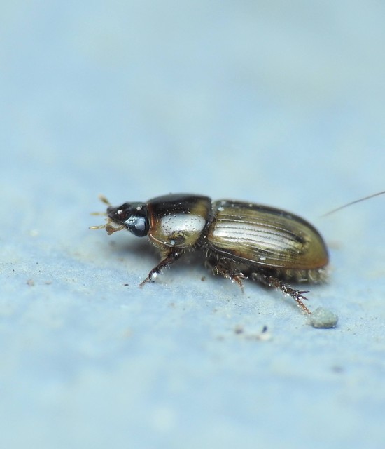 Aphodius lividus - turjáni trágyabogár