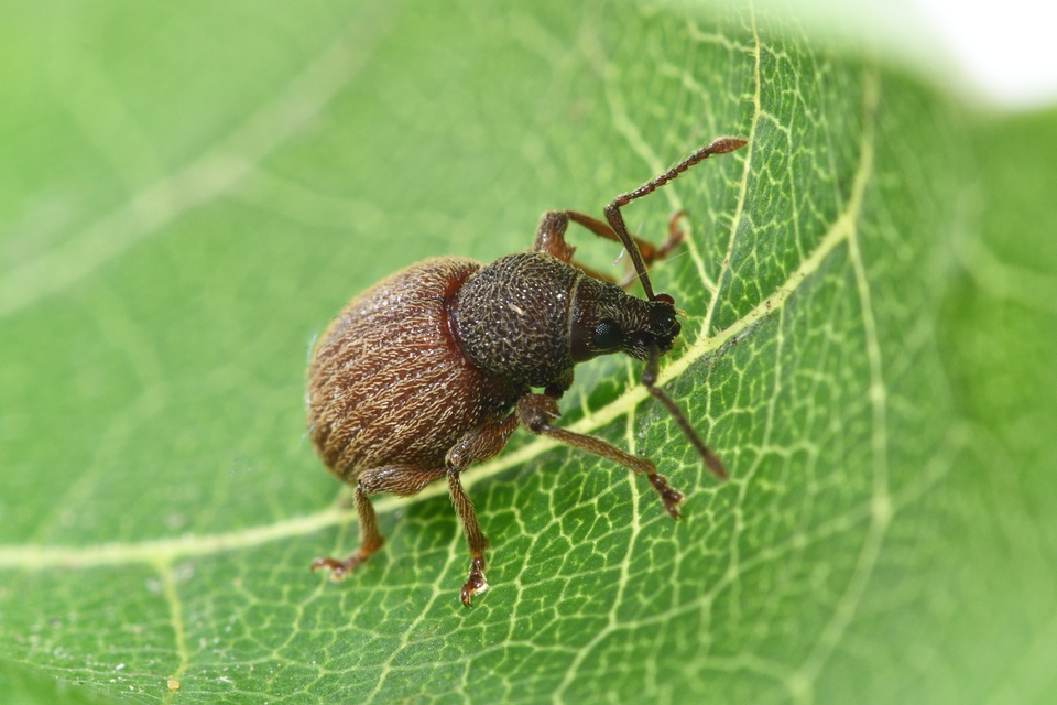 Otiorhynchus smreczynskii - zömök gyalogormányos
