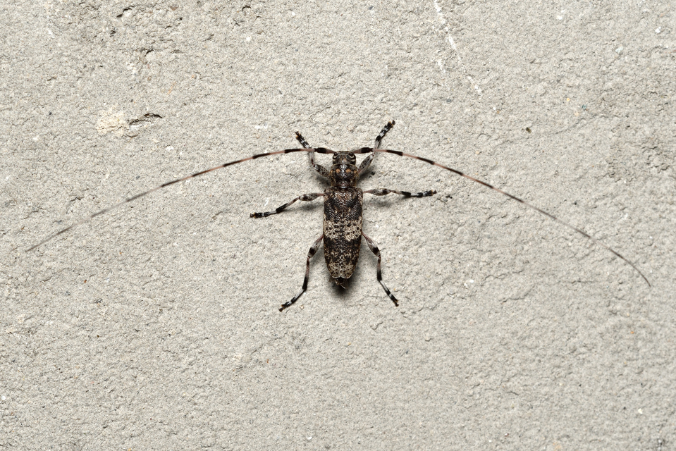 Acanthocinus griseus - szürke daliáscincér