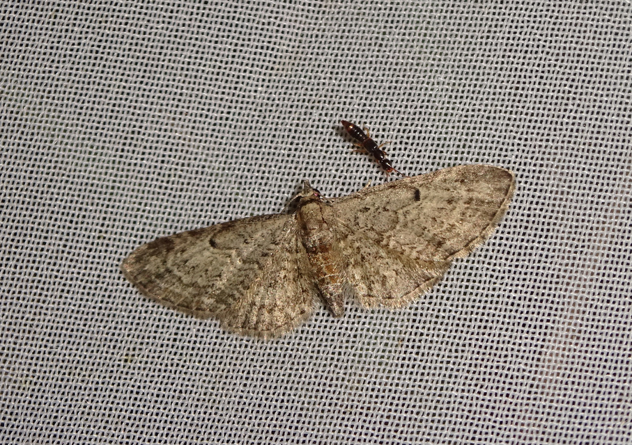 Eupithecia tenuiata - sötétszegélyű törpearaszoló