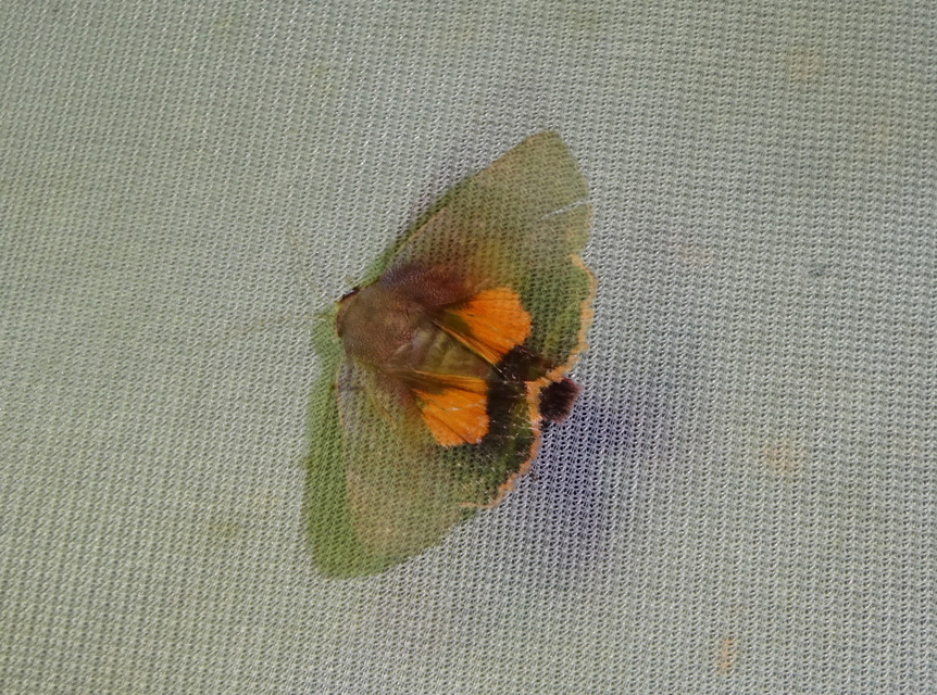 Noctua janthe - lappangó sárgafűbagoly