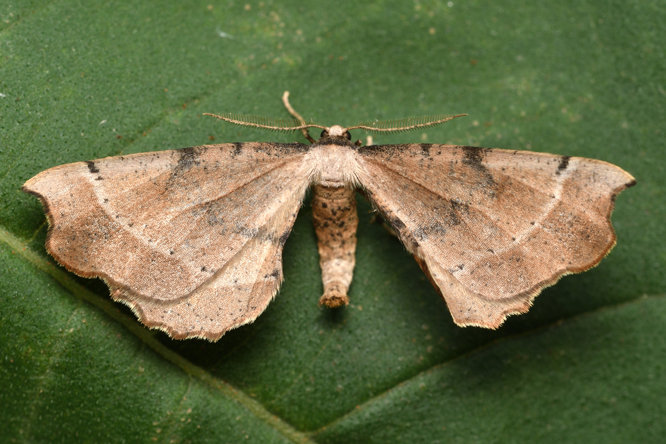 Artiora evonymaria - kecskerágó-araszoló