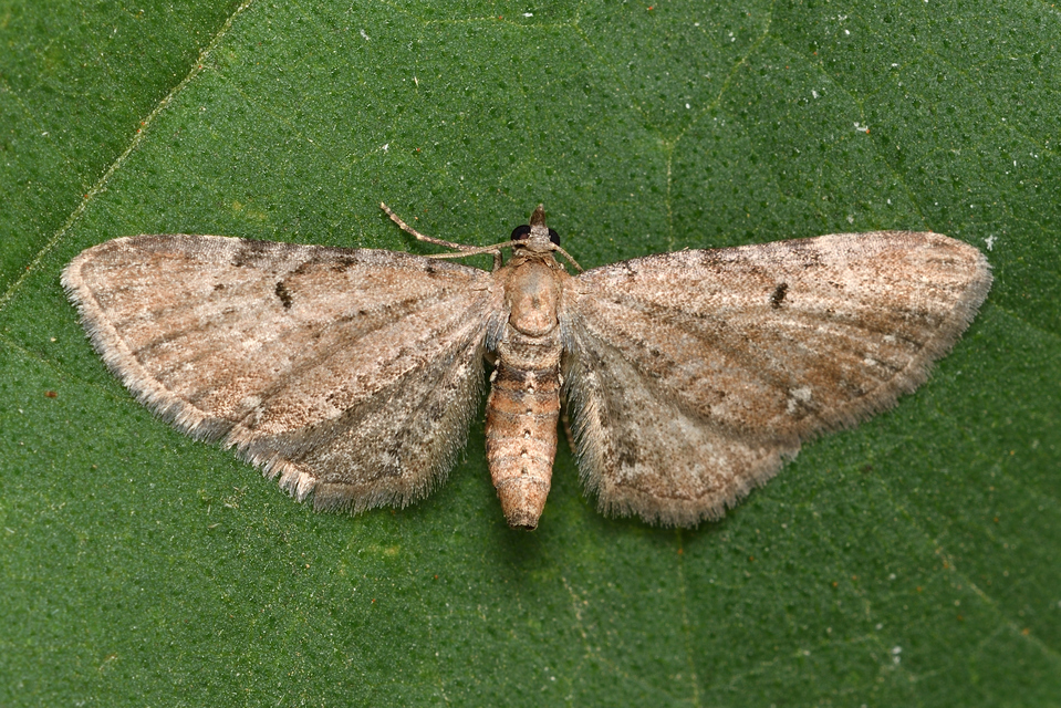 Eupithecia absinthiata - üröm-törpearaszoló