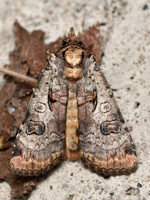 Epilecta linogrisea - karcsú sárgafűbagoly