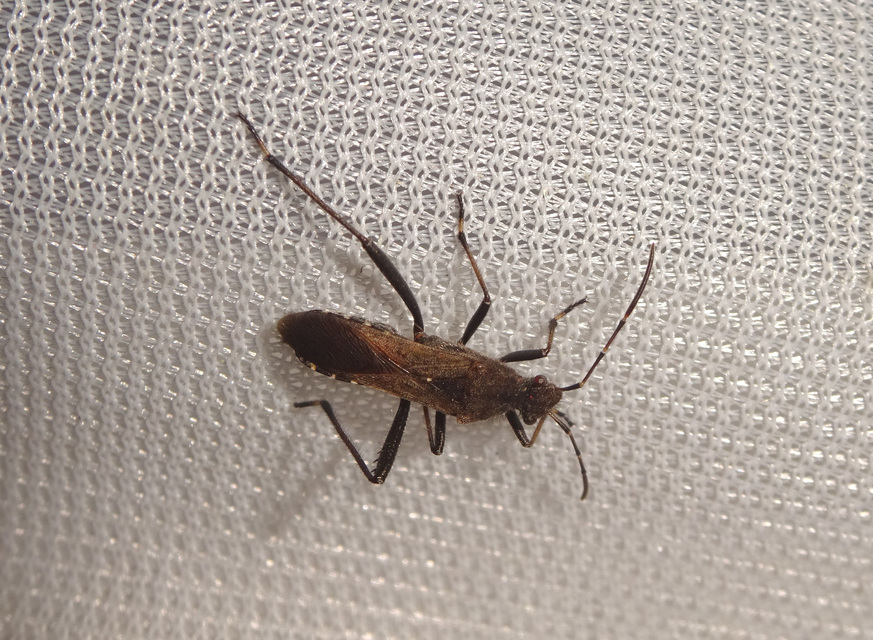 Alydus calcaratus - szőrös tövispoloska