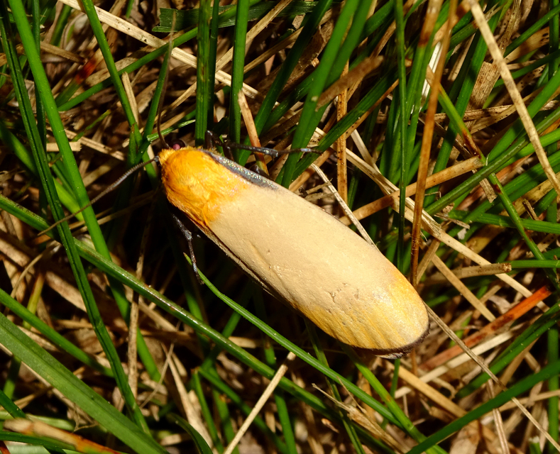 Lithosia quadra - négypettyes zuzmószövő