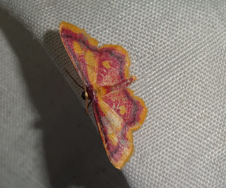 Idaea muricata - mocsári pirosaraszoló