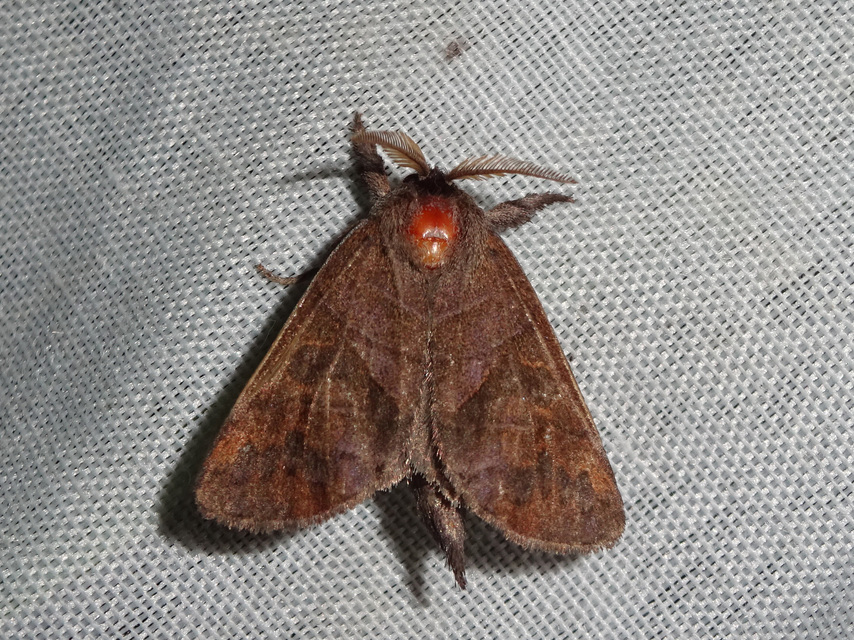 Clostera anastomosis - barna levélszövő