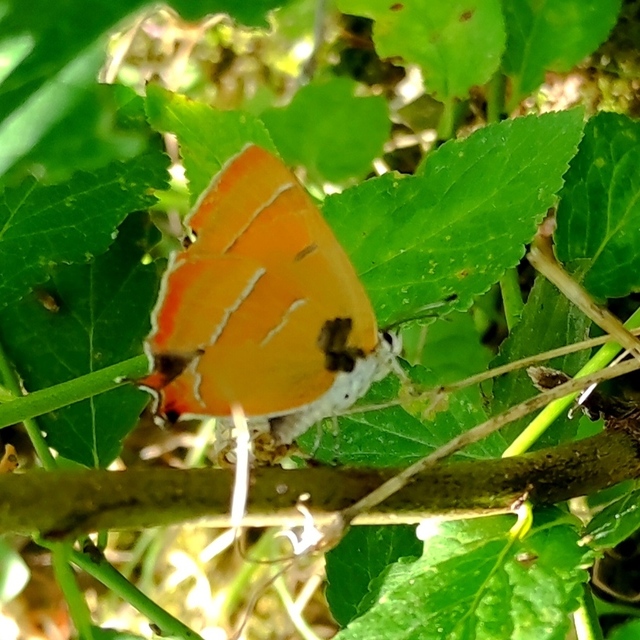 Thecla betulae - nyírfalepke