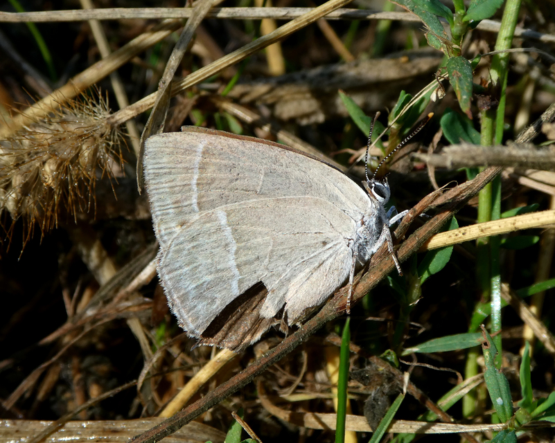 Neozephyrus quercus - tölgyfalepke