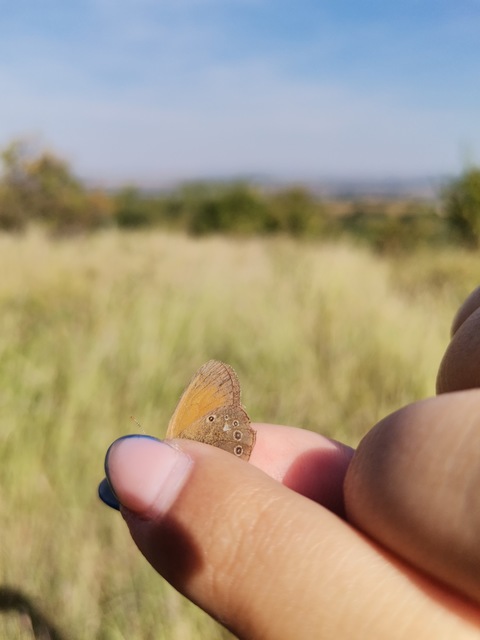 Coenonympha glycerion - közönséges szénalepke