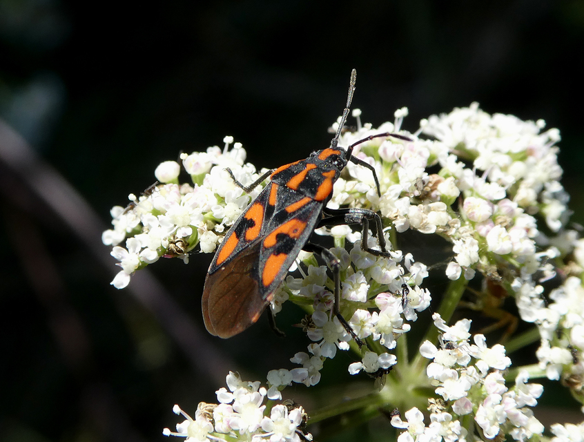 Spilostethus saxatilis - virágbodobács