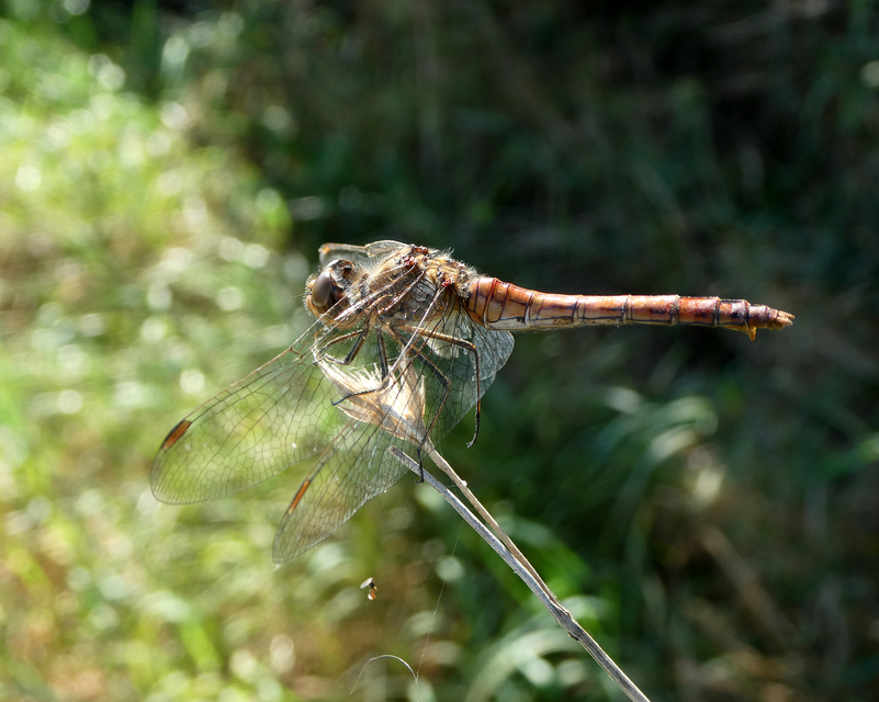 Sympetrum vulgatum - barkós katona-szitakötő
