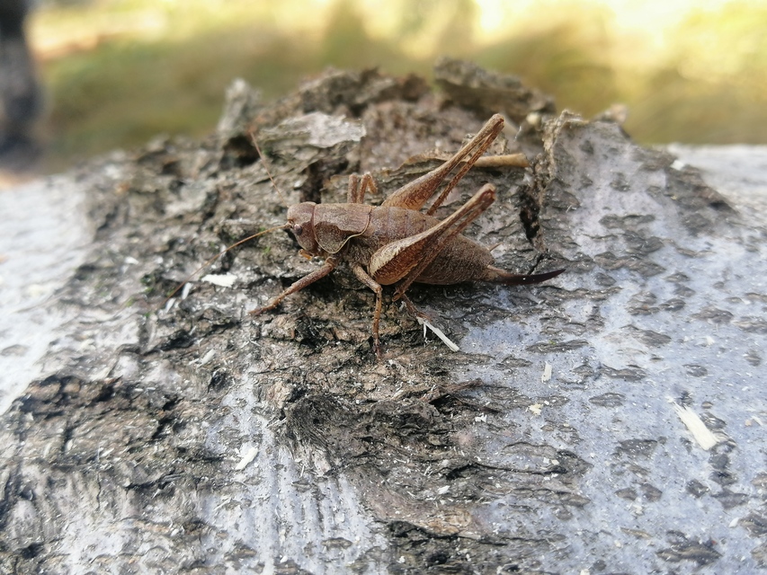Pholidoptera griseoaptera - szürke avarszöcske