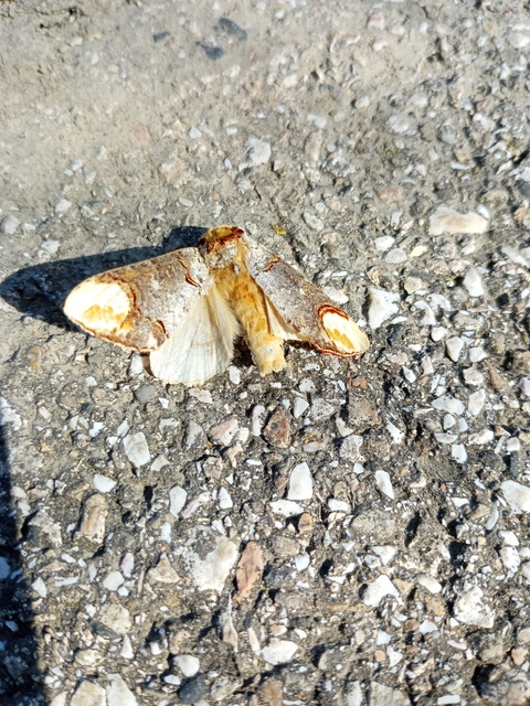Phalera bucephala - sárgafoltos púposszövő