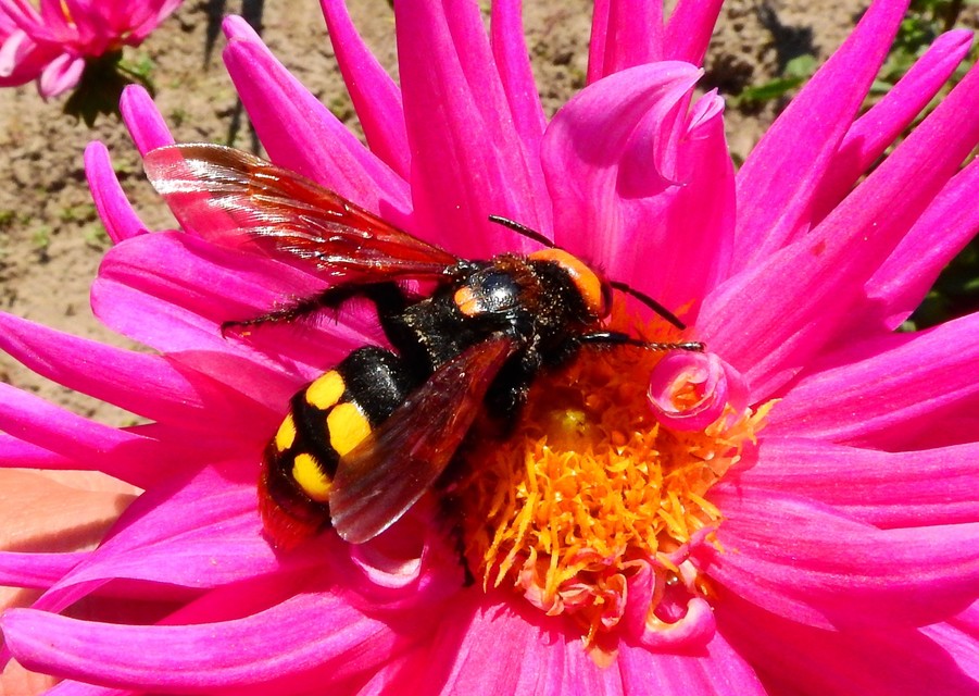 Megascolia maculata - óriás-tőrösdarázs
