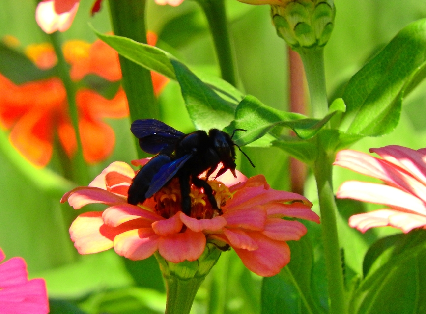 Xylocopa