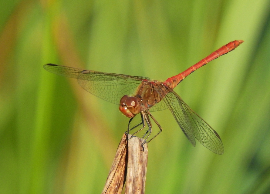 Sympetrum meridionale - fakó katona-szitakötő