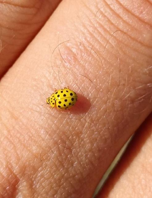 Psyllobora vigintiduopunctata - huszonkétpettyes katica