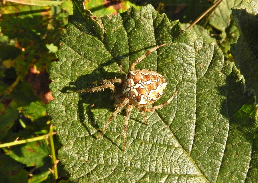 Araneus diadematus - koronás keresztespók