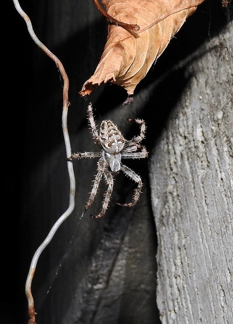 Araneus diadematus - koronás keresztespók