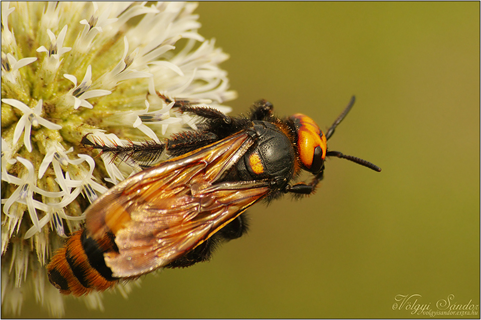 Megascolia maculata - óriás-tőrösdarázs