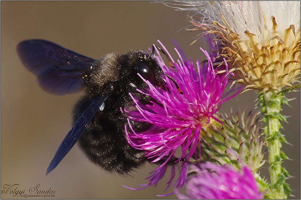 Xylocopa violacea - kék fadongó