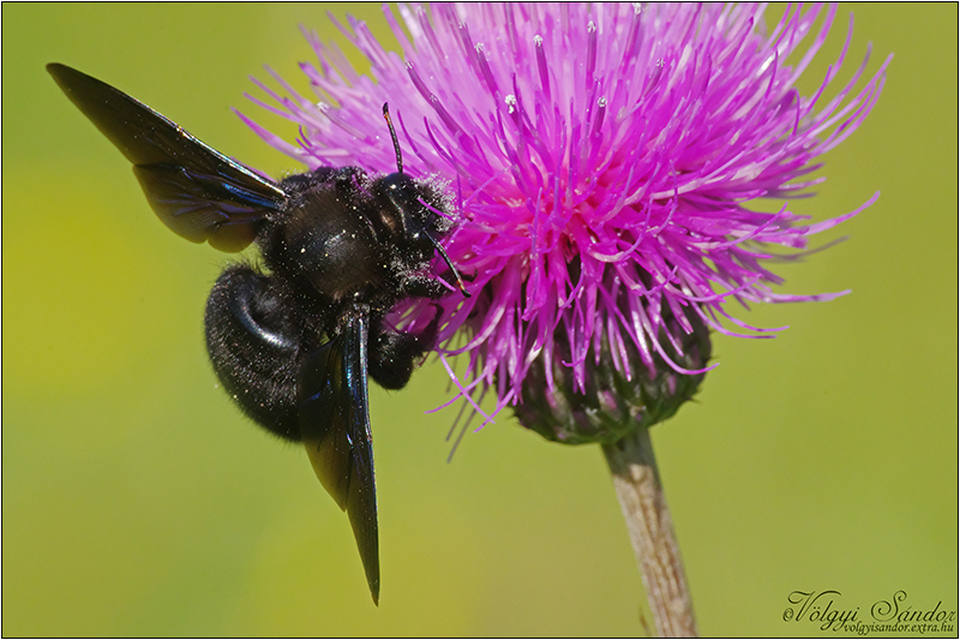 Xylocopa violacea - kék fadongó