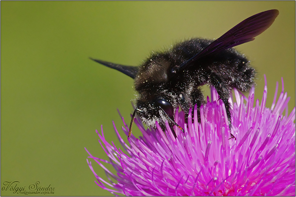 Xylocopa violacea - kék fadongó