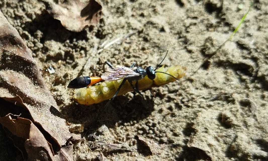 Ammophila sabulosa - homoki hernyóölődarázs