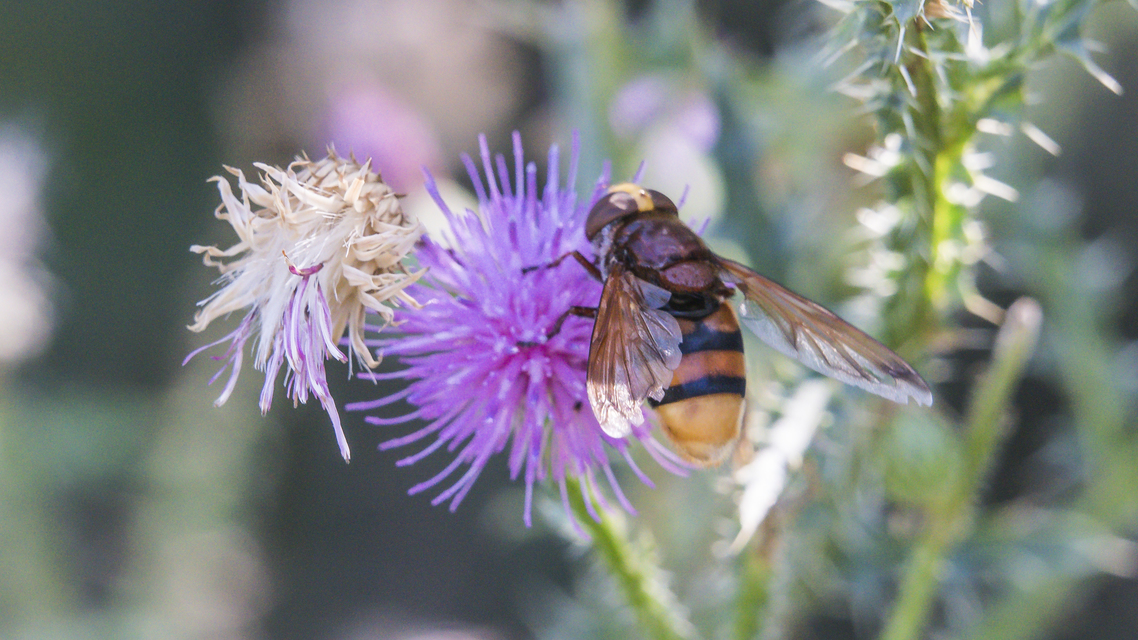 Volucella zonaria - kétöves pihelégy Volucella zonaria - kétöves pihelégy