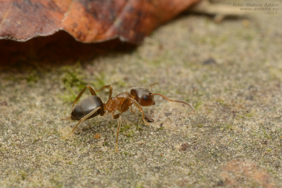Lasius brunneus - rozsdáshátú feketehangya