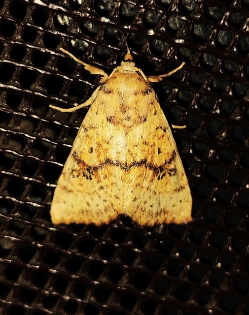 Tiliacea sulphurago - kénes sárgabagoly